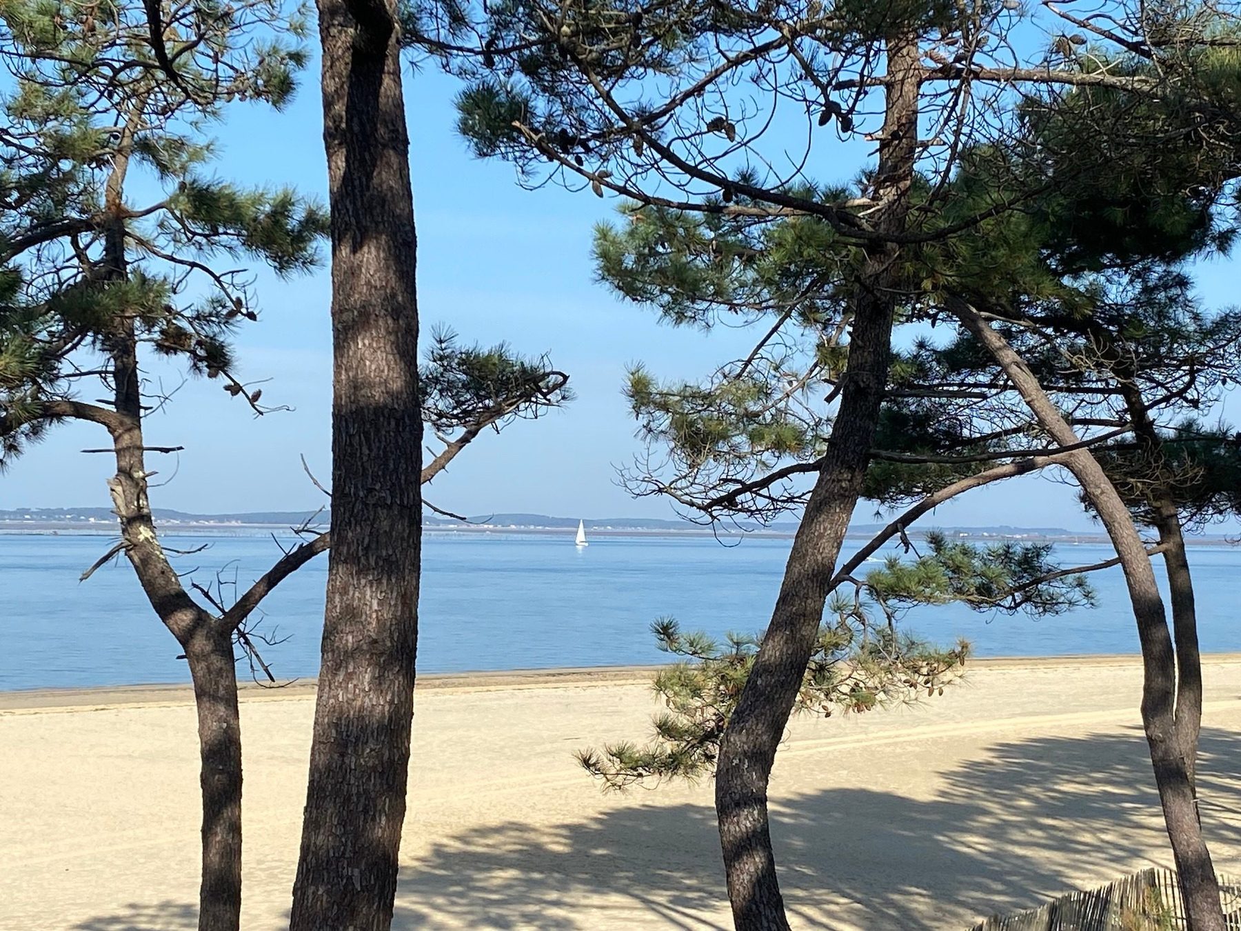 Le Bassin d’Arcachon avec pins et voilier