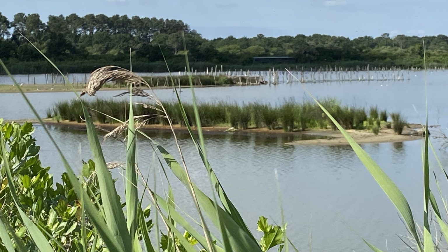 Paysage naturel sur le Bassin d’Arcachon
